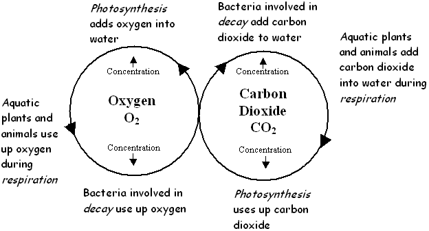 Which process uses oxygen in plants, algae and animals?